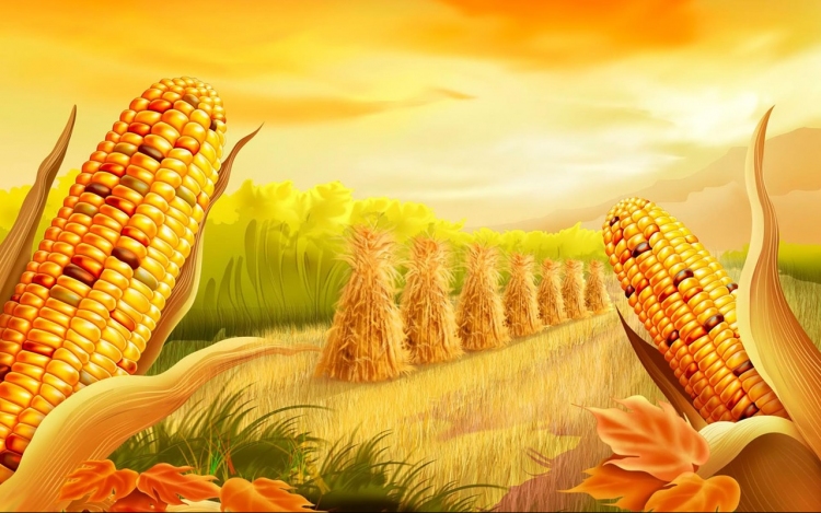 Betett a kukoricának a csapadékhiány, a hőség, illetve a jégeső